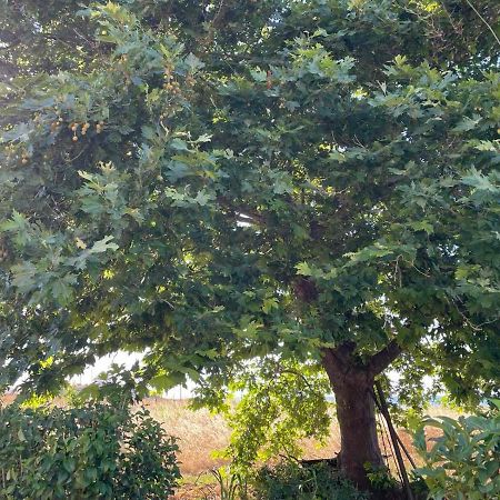 Platanos Apartment Samothraki Ngoại thất bức ảnh